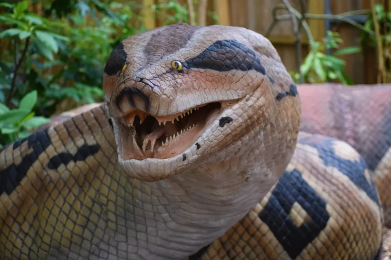 World Biggest Snake: मिला दुनिया का सबसे बड़ा सांप, ग्रीन एनाकोंडा [WATCH]