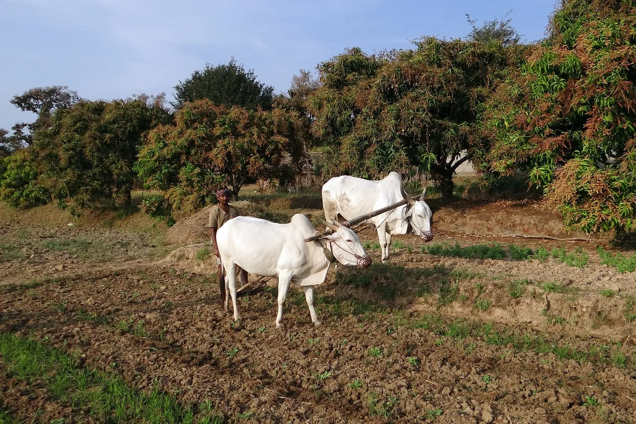 farmer-agriculture-india