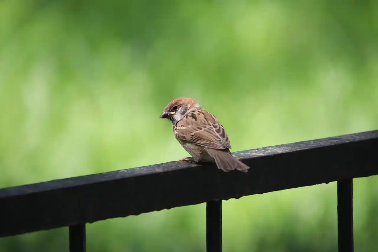 students-find-cancer-fighting-elements-in-bird-poop